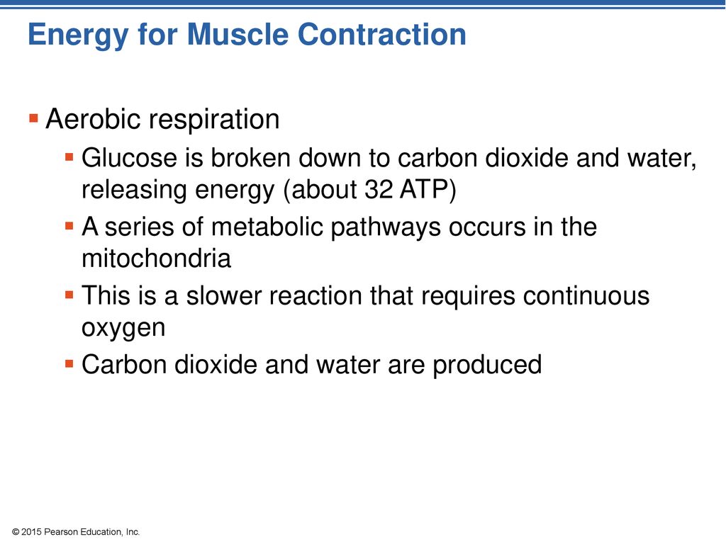 Chapter 6 The Muscular System P Ppt Download pin-on-nccpt