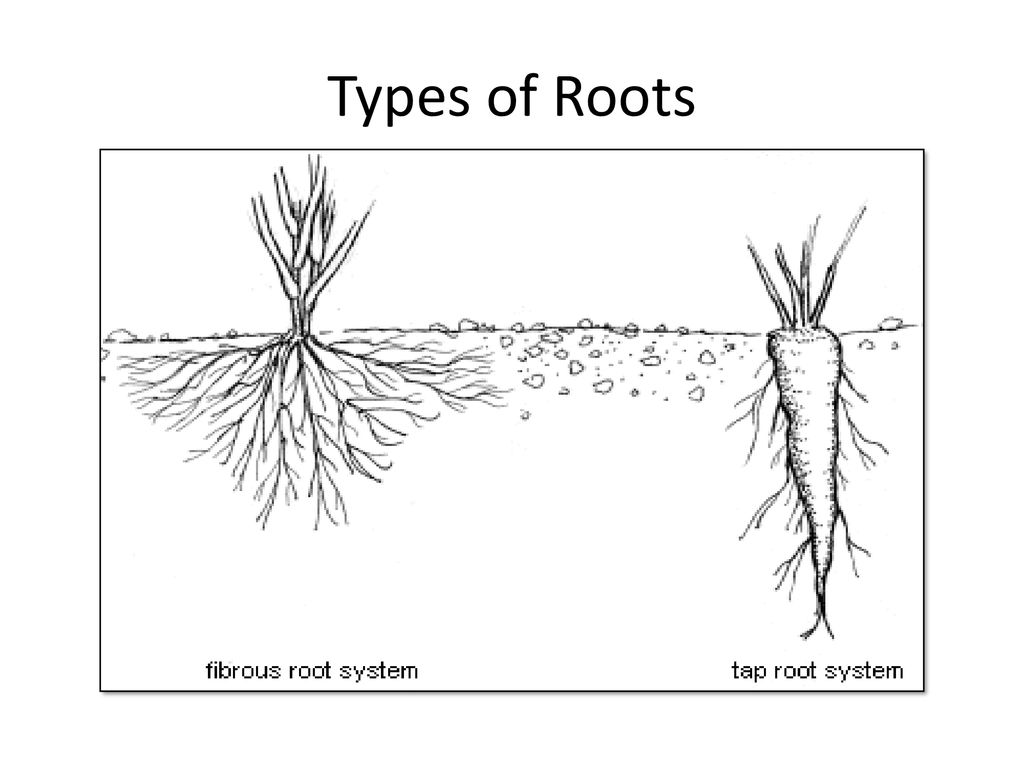 Доверие корень. Fibrous root. Root me. Stem and root difference. Root and Stem difference English.