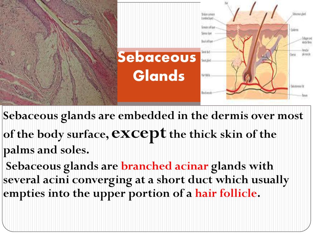 ุจุณู
ุงููู ุงูุฑุญู
ู ุงูุฑุญูู
. Biology Diagrams