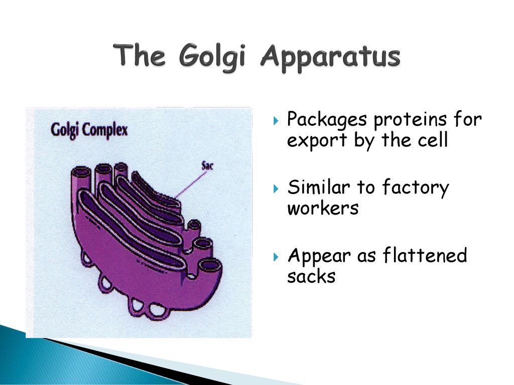 Structures and Functions Biology Diagrams