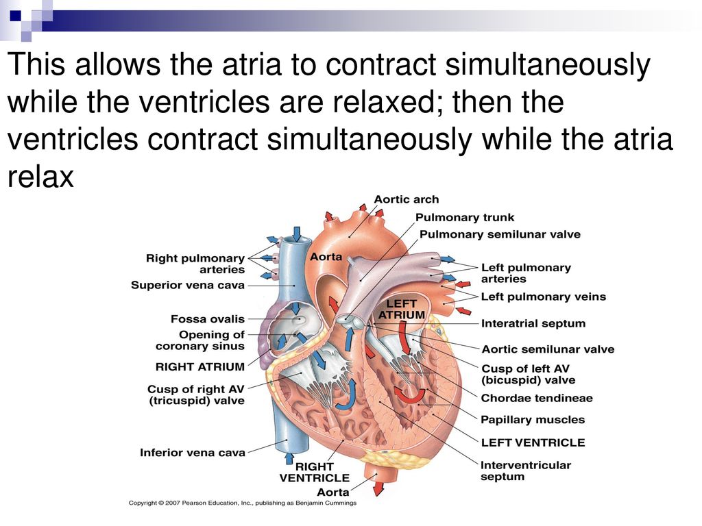This allows the atria to contract simultaneously while the ventricles are relaxed; then the ventricles contract simultaneously while the atria relax