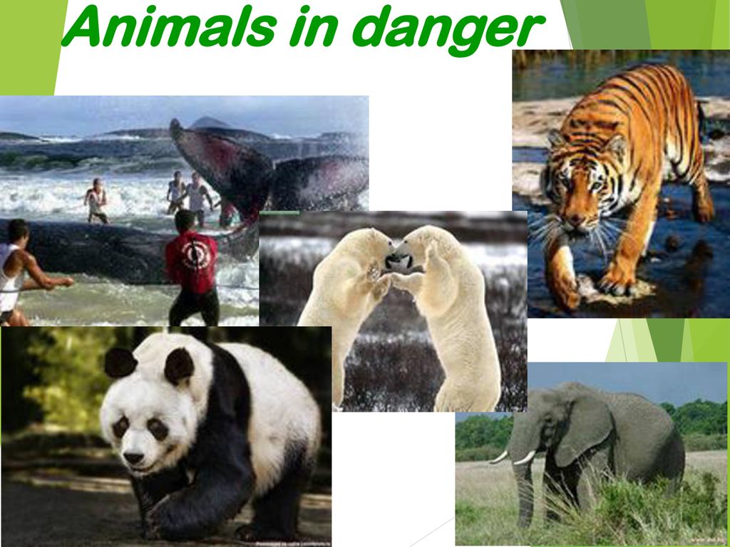 Wildlife in danger
