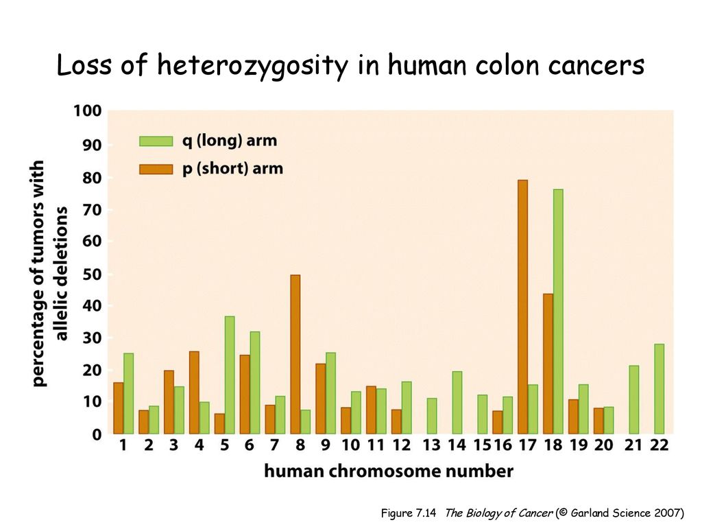 Loss of heterozygosity in human colon cancers ppt download