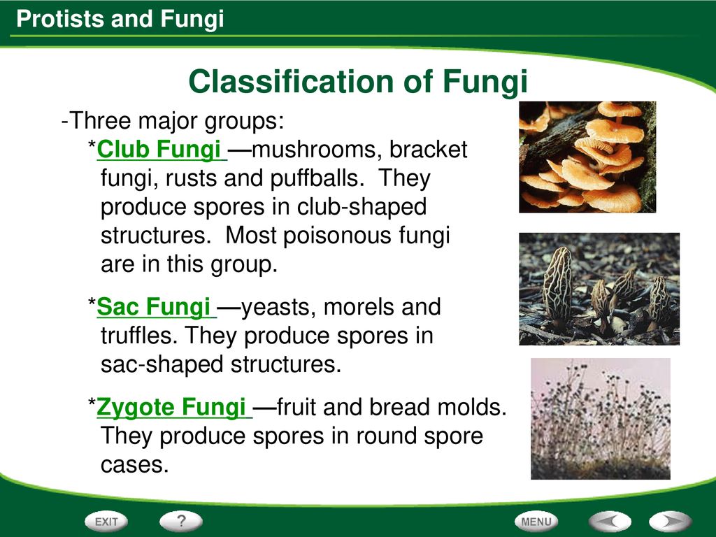 Table of Contents Protists Algal Blooms Fungi. - ppt download