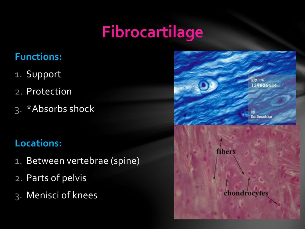 Do Now Observe the following slide. Identify the type of epithelium ...