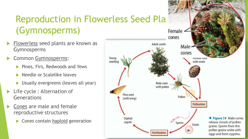 Ch 9 10 Plants Ppt Download Ch 9 10 Plants Ppt Download