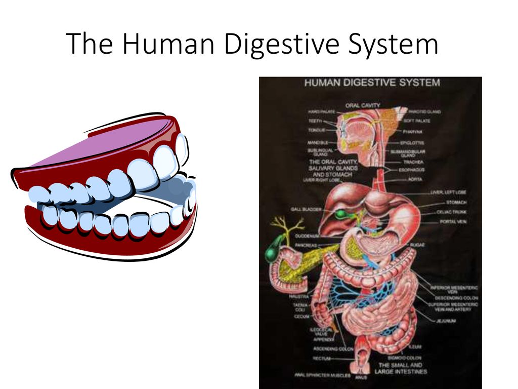 The Human Digestive System Biology Diagrams