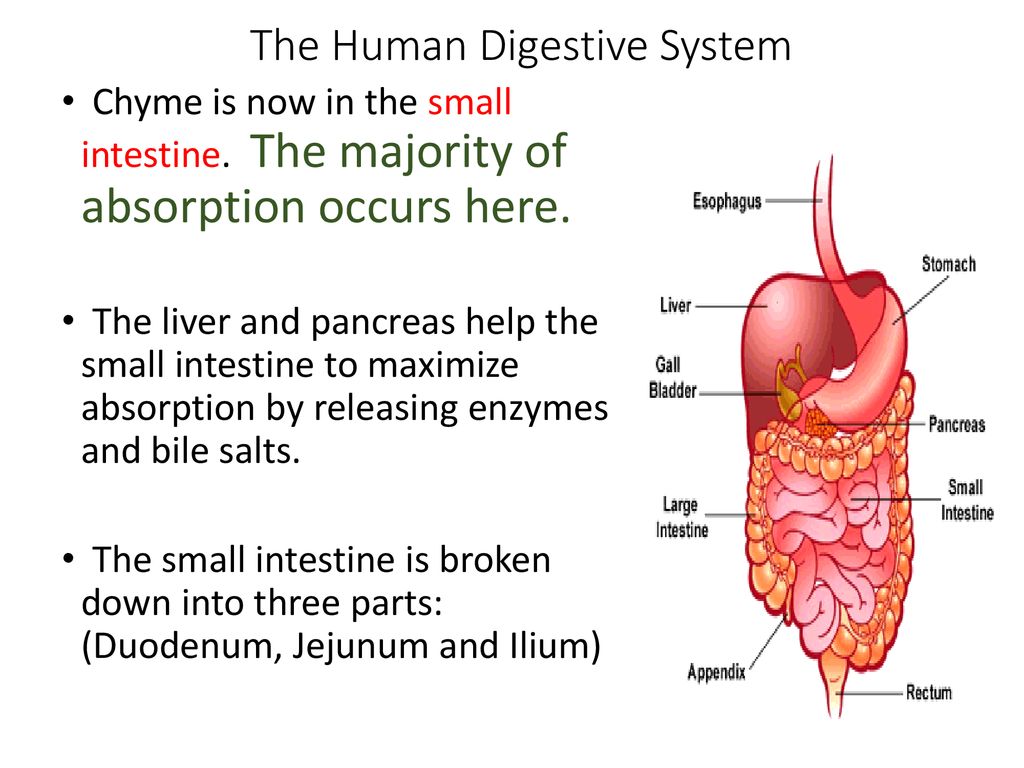 The Human Digestive System ppt download