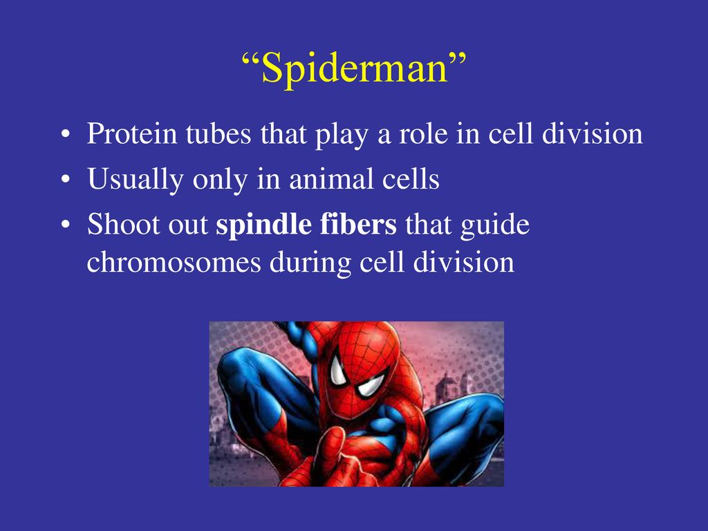 Cells The Basic Units Of Life Ppt Download food-chain-producers-consumers-decomposers-food-chain-in-pond