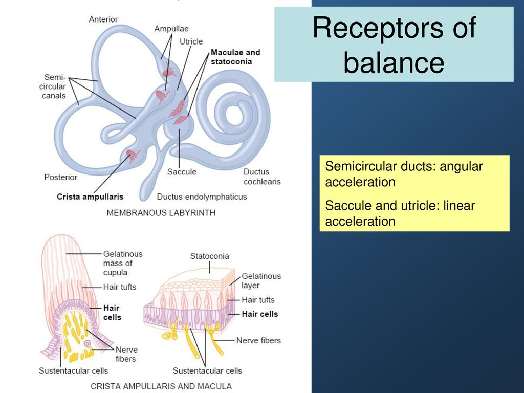 Receptors of balance Semicircular ducts: angular acceleration