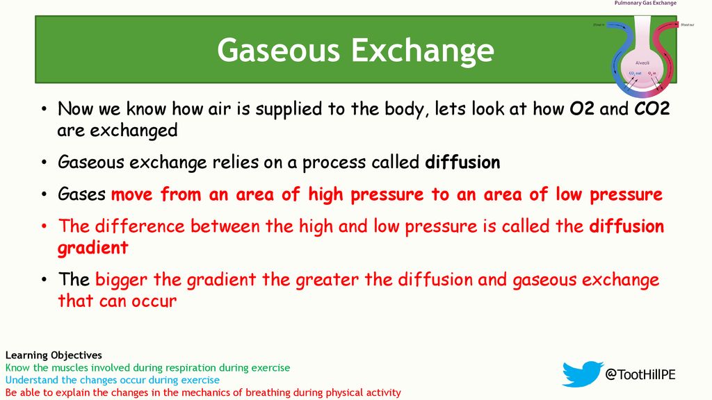 Gaseous Exchange Now we know how air is supplied to the body, lets look at how O2 and CO2 are exchanged.