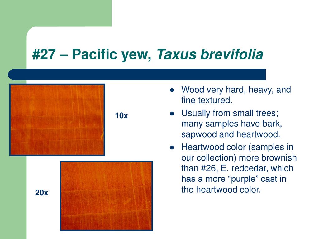 #27 – Pacific yew, Taxus brevifolia