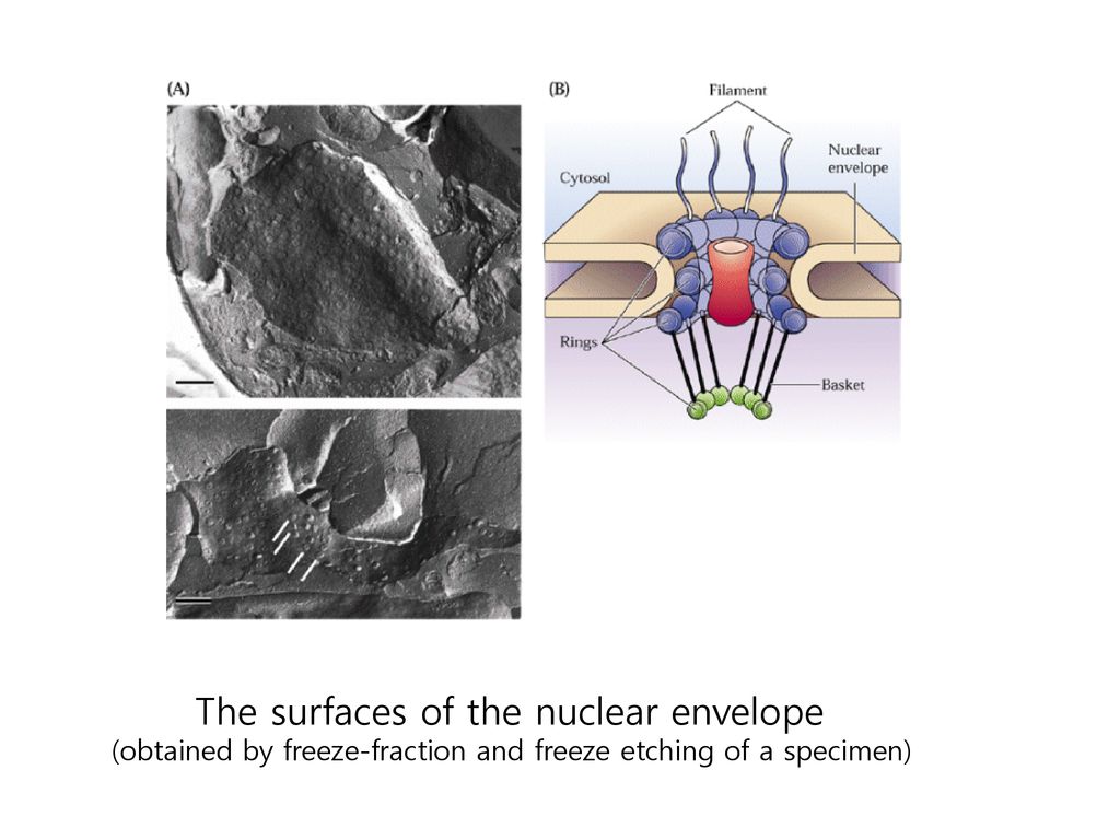 Chapter 4. Protein sorting and vesicle trafficking Biology Diagrams