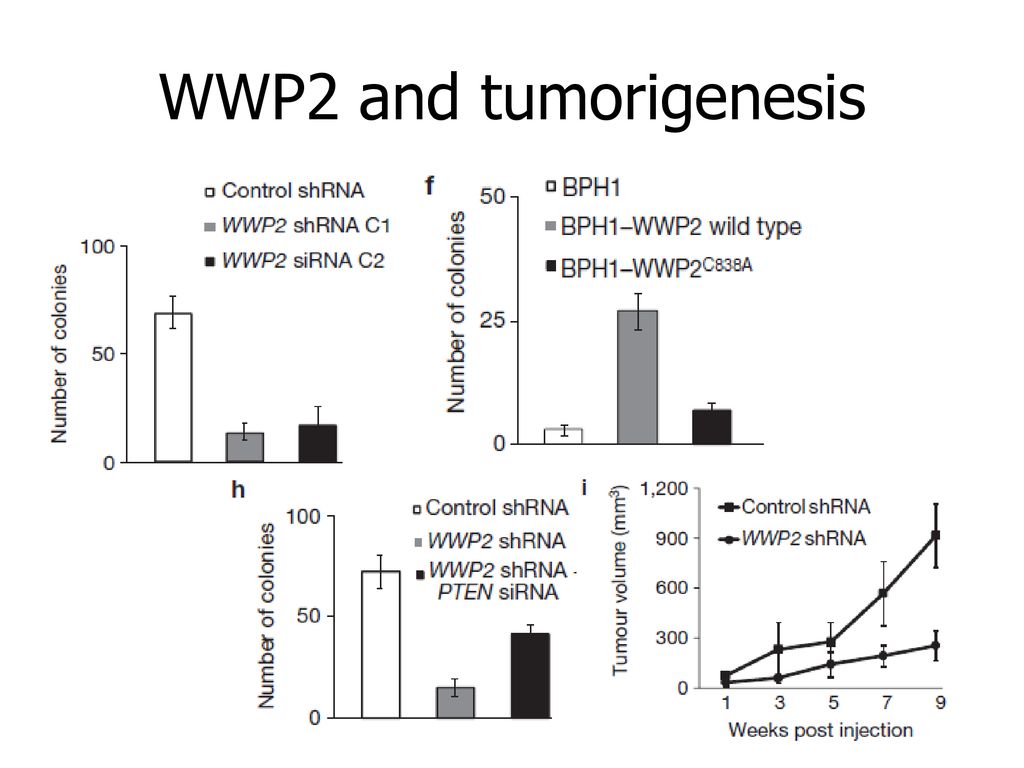 WWP2 and tumorigenesis