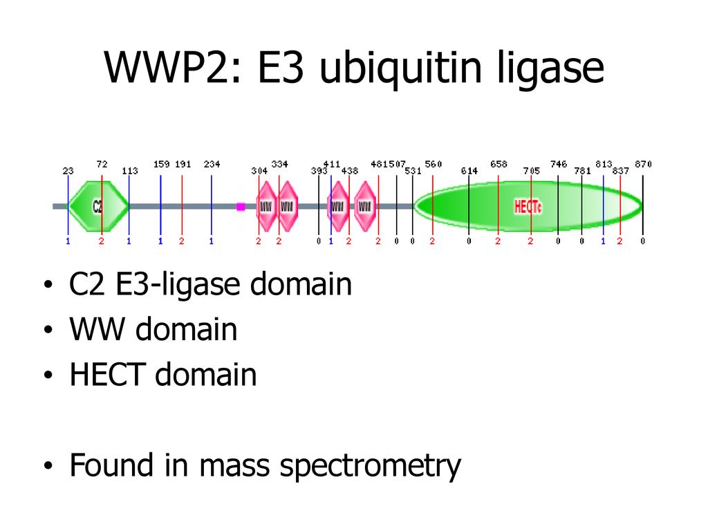 WWP2: E3 ubiquitin ligase