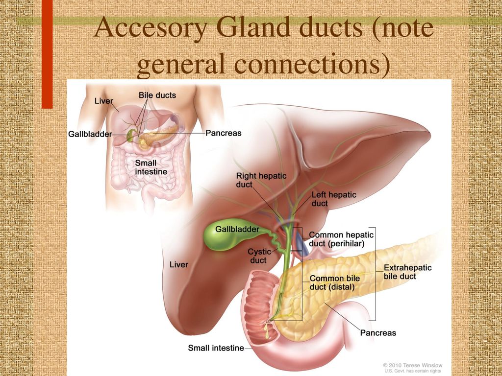 Печень желчный пузырь фото где находится Topic 6.1 Digestion and Absorption. - ppt download