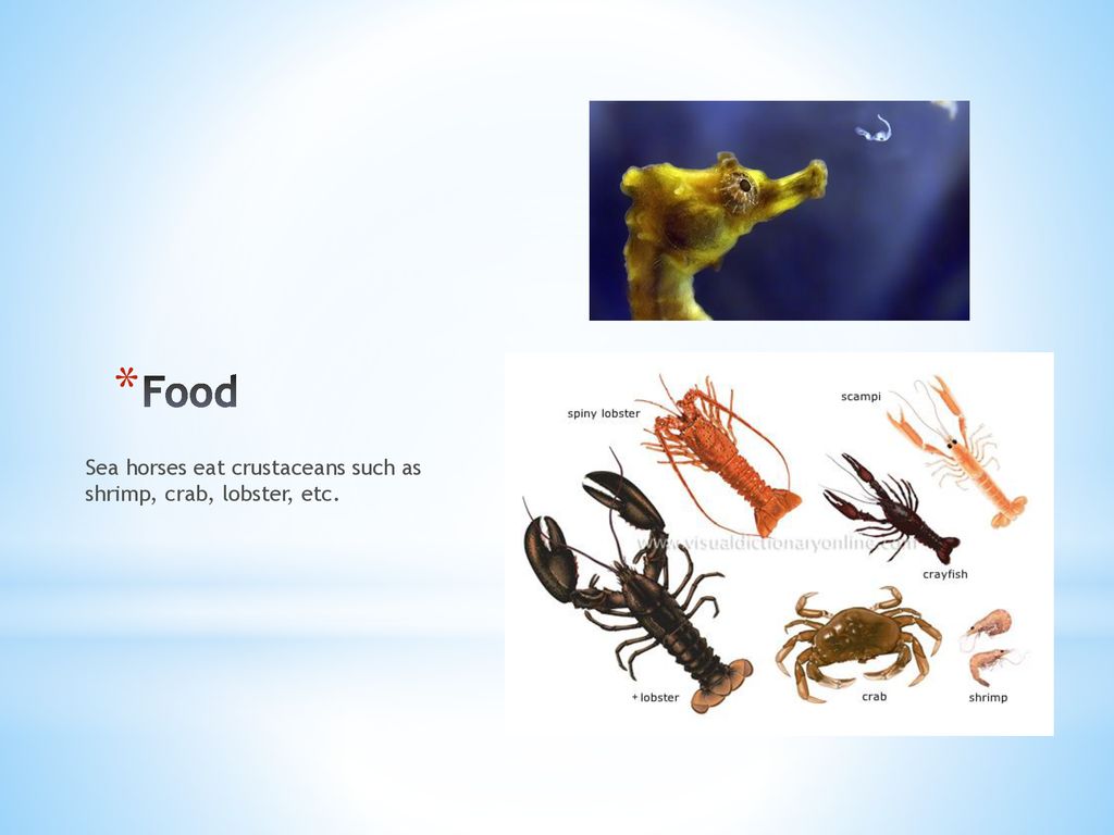 Seahorses By: Brinda Rabindran. Biology Diagrams