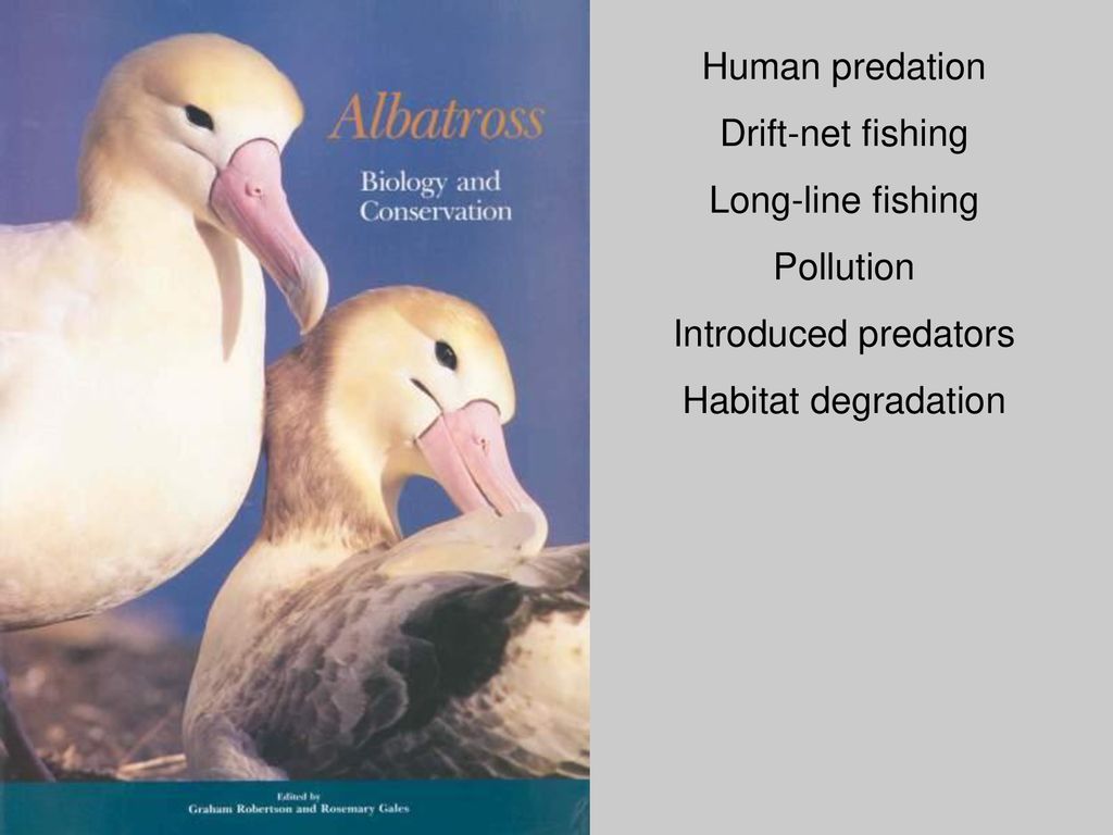 Tube-nosed pelagic seabirds - ppt download