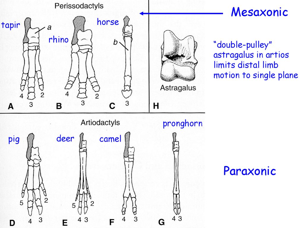 “Ungulata” (various supraordinal ranks) has included: - ppt download