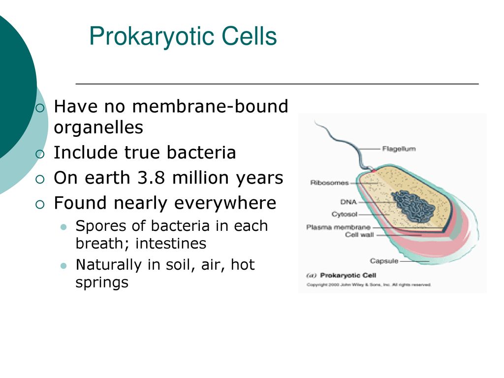 Cells Chapter ppt download