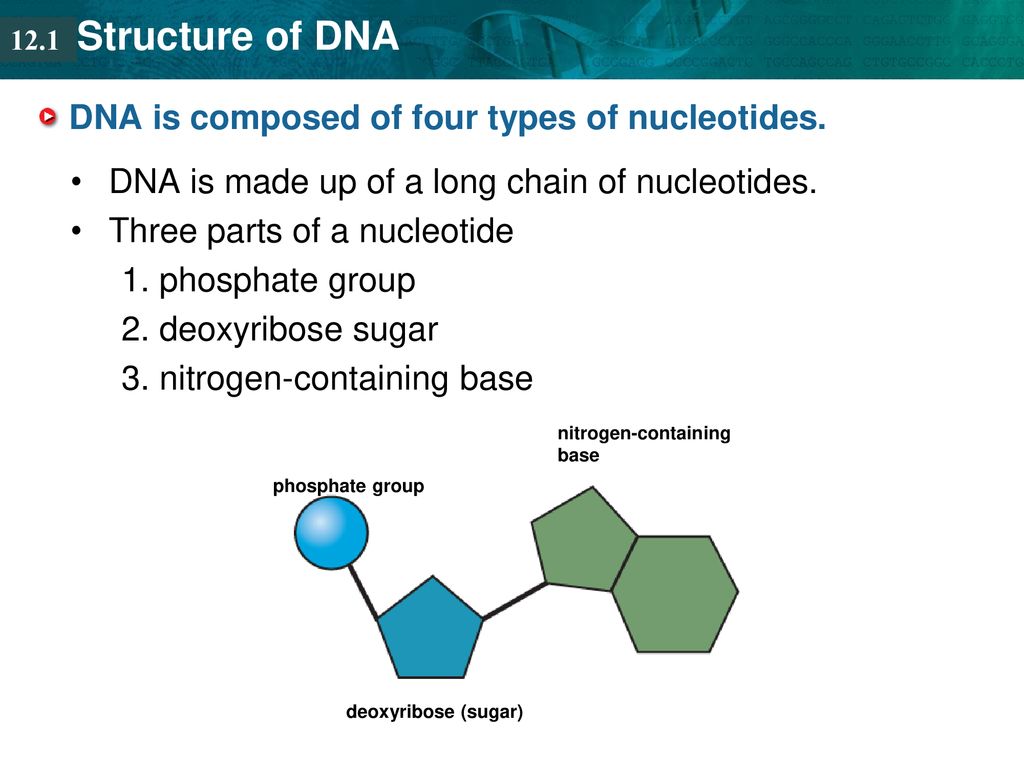 12.1 KEY CONCEPT DNA structure is the same in all organisms: Double helix consisting  of bonded nucleotides. - ppt download