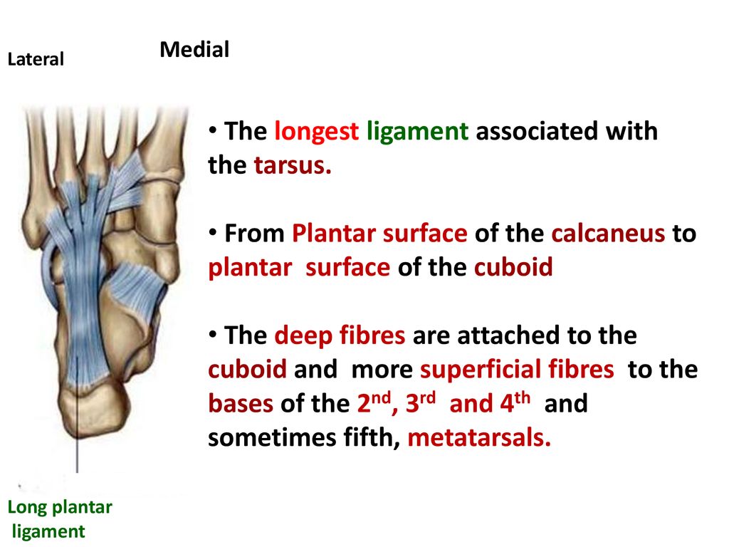 Joints Of The Foot Dr. Gitanjali Khorwal - Ppt Download