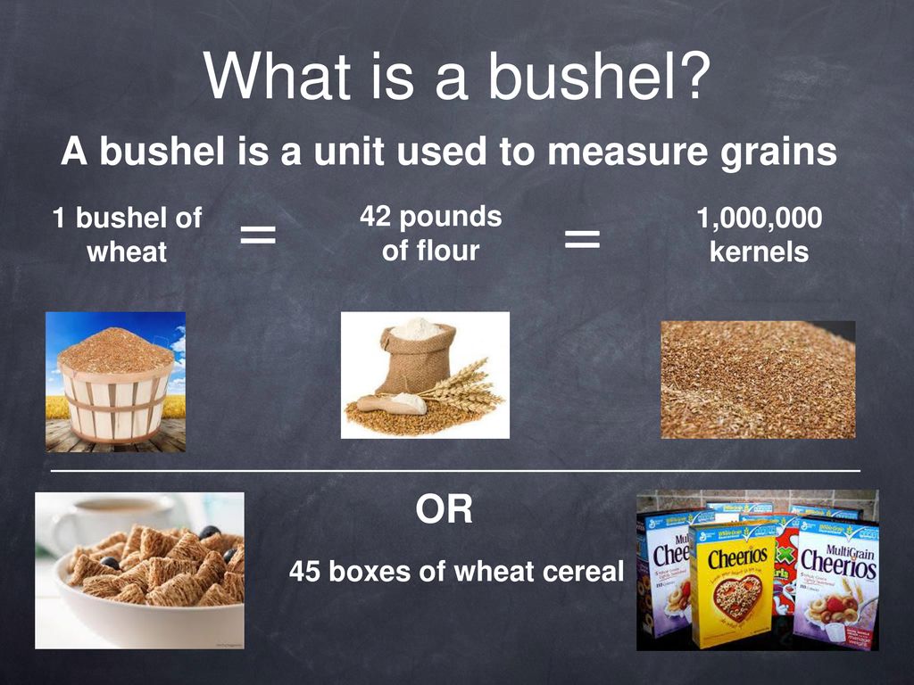 Grains ppt download