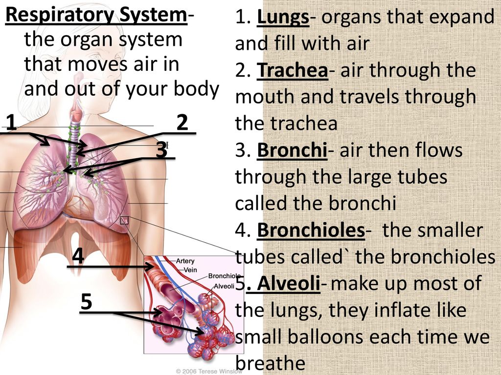The circulatory system of a whale is considered an organ system because it is composed of different ideas