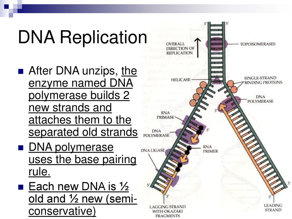 Dna replication objective ppt download
