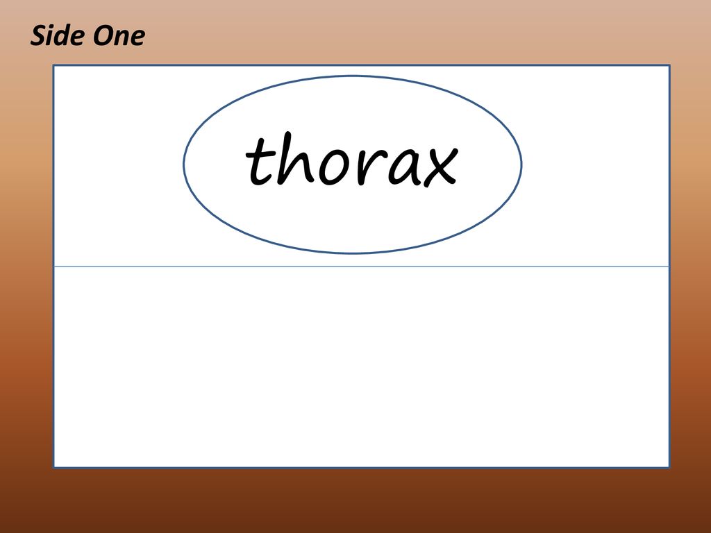 Side One thorax