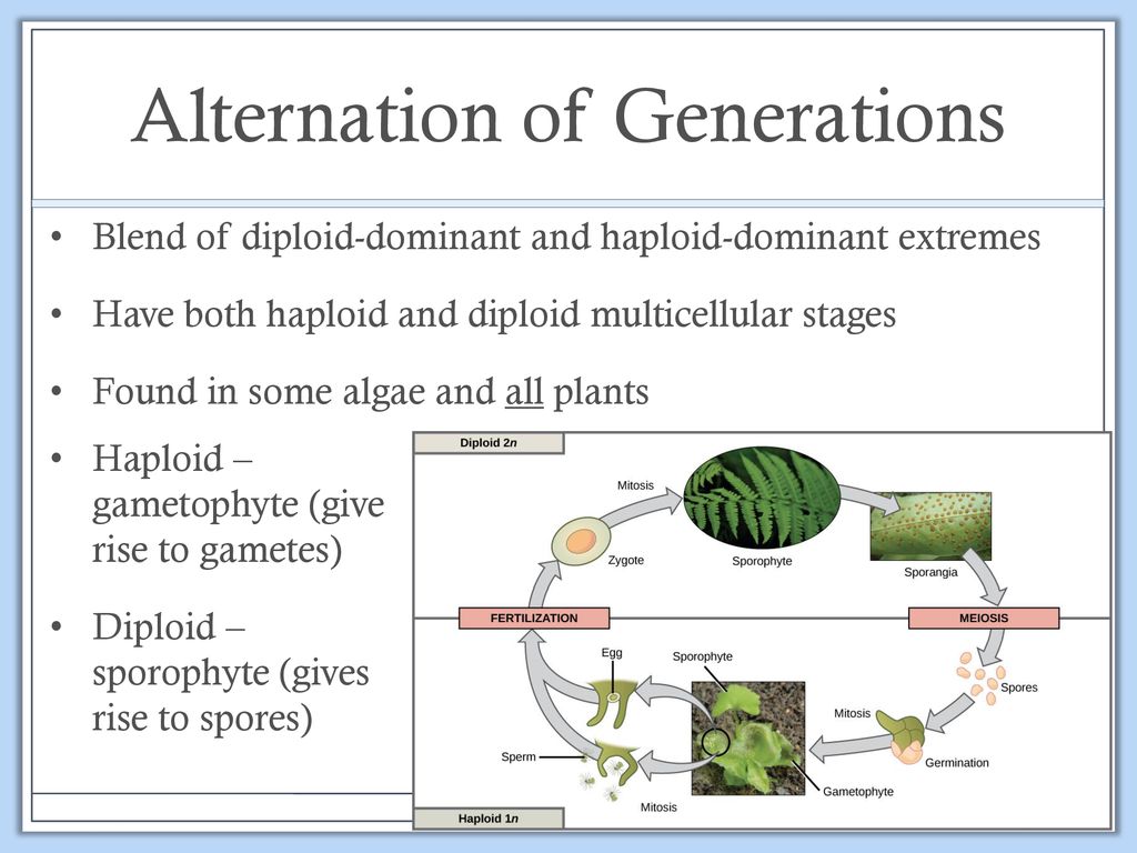 Sexual Reproduction and Meiosis Biology Diagrams