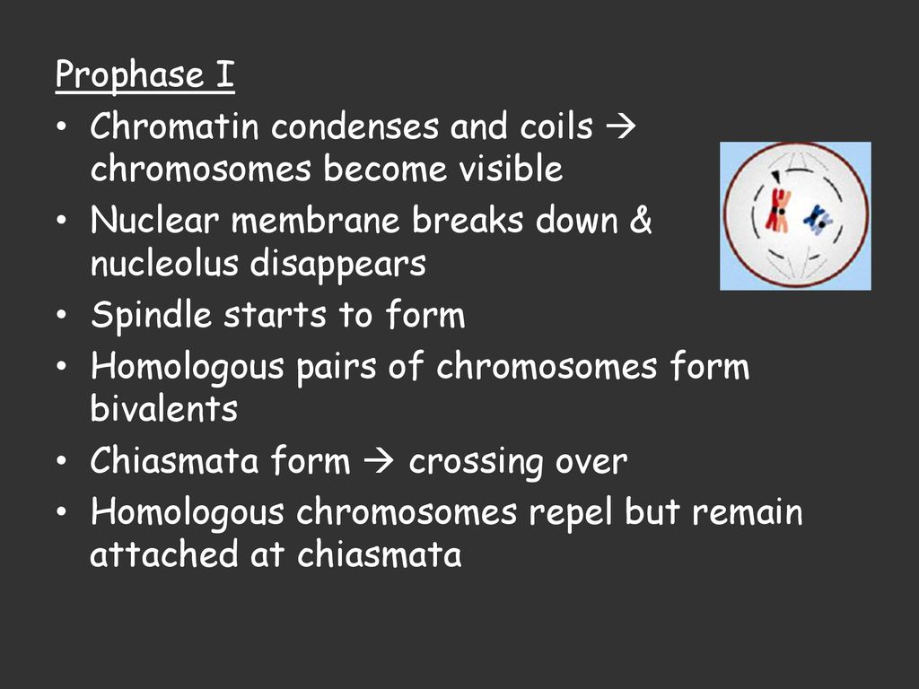 Prophase Metaphase Anaphase Telephase Cellular Control Meiosis Biology Diagrams