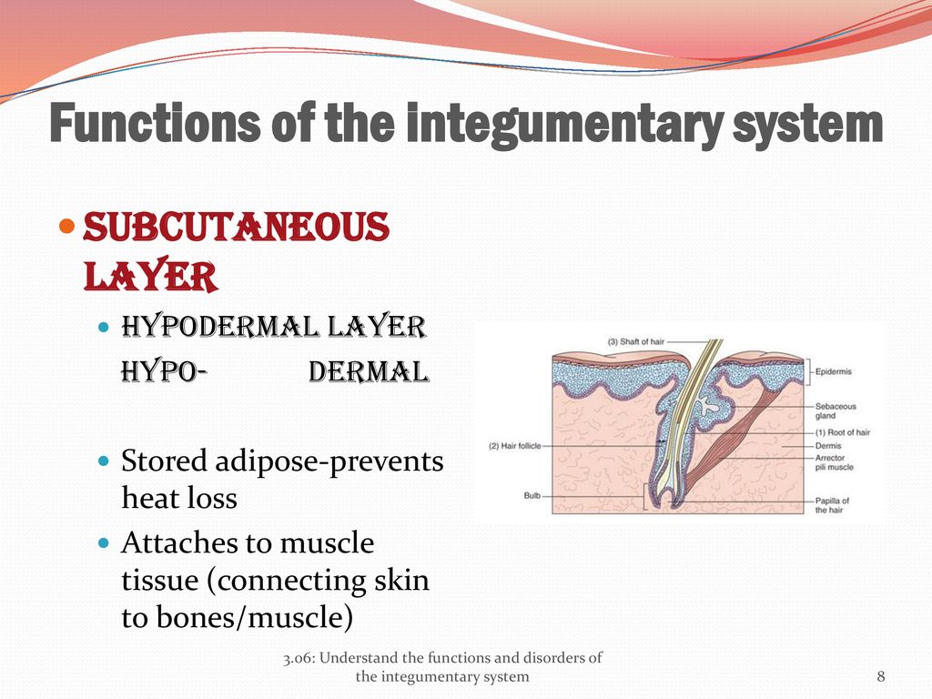 Functions of the integumentary system