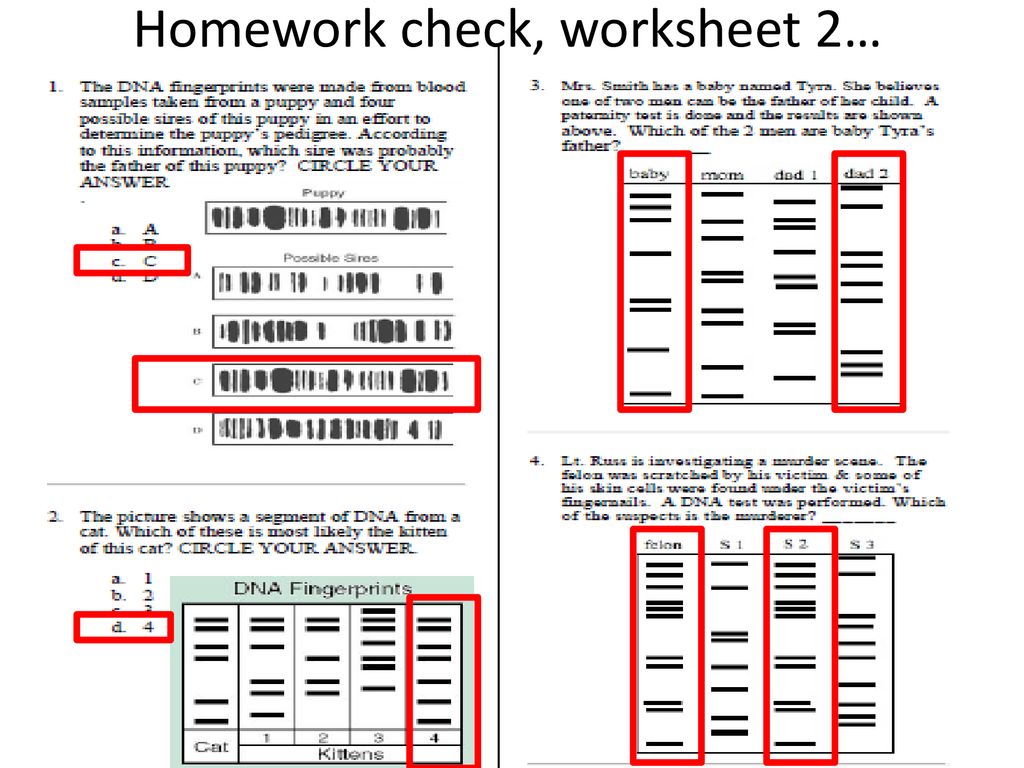 DNA Fingerprinting worksheets - ppt download With Regard To Dna Fingerprinting Worksheet Answers