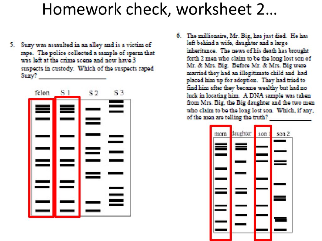 DNA Fingerprinting worksheets - ppt download Throughout Dna Fingerprinting Worksheet Answers