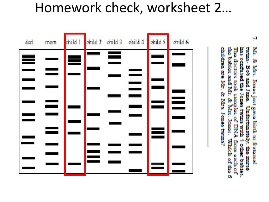 DNA Fingerprinting worksheets - ppt download Pertaining To Dna Fingerprinting Worksheet Answers