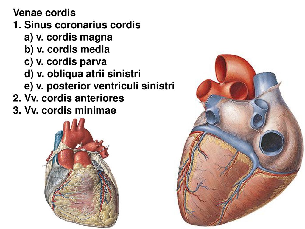 Cordis латынь. Венечный синус сердца латынь.
