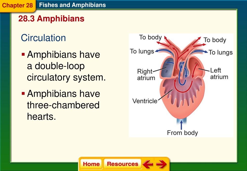 Chapter 28 Fishes and Amphibians - ppt download