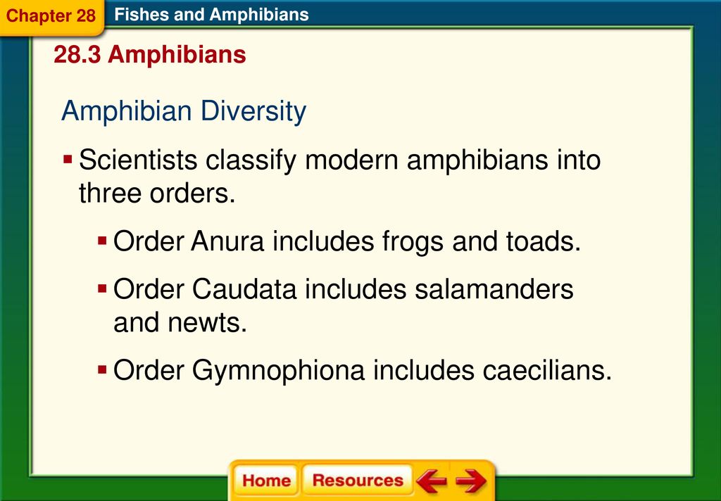 Chapter 28 Fishes and Amphibians - ppt download