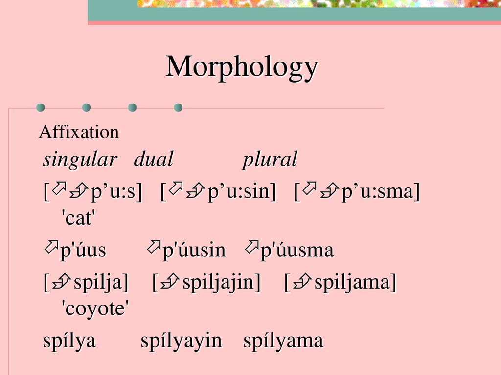 Morphology singular dual plural