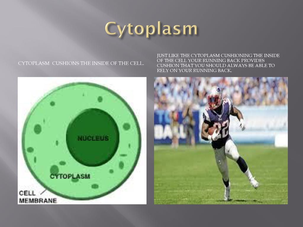 Cell Organelle: Analogy To A Football Team - ppt download