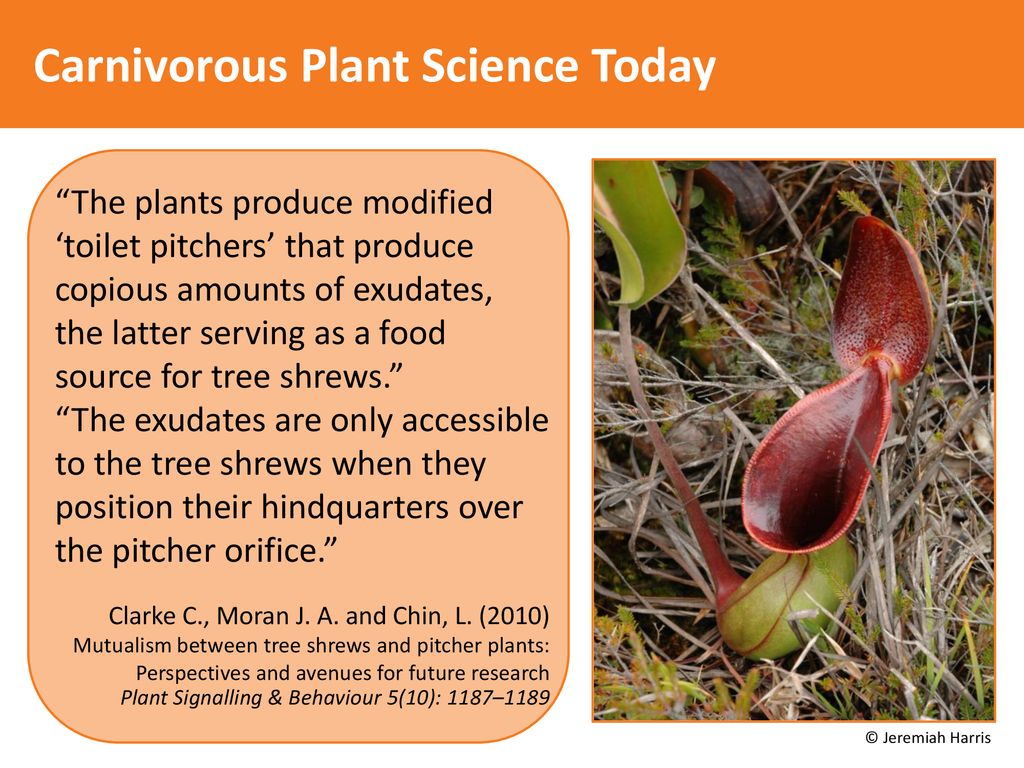 Carnivorous Plant Science Today