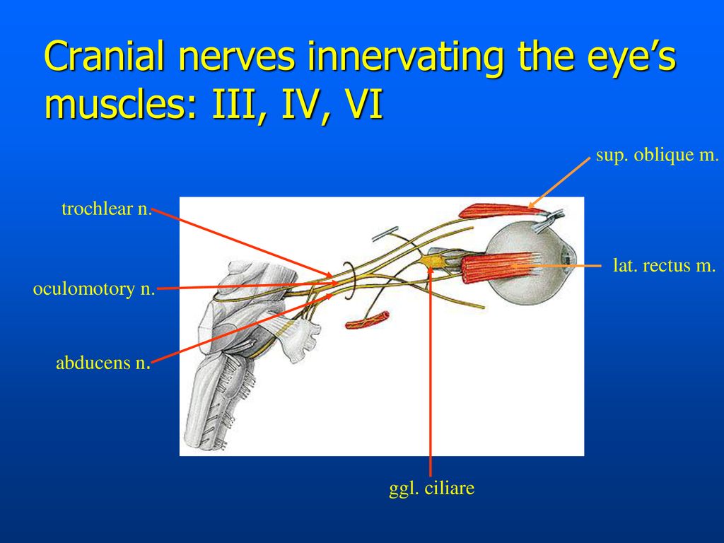 Nuclei of cranial nerves - ppt download