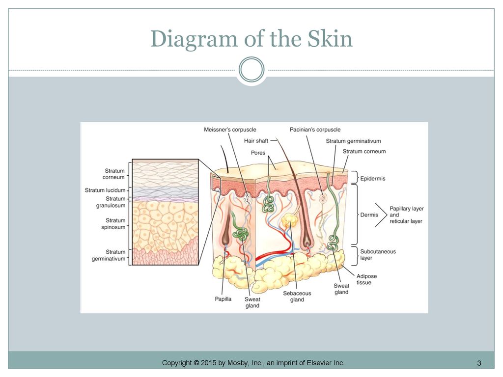 Skin And Subcutaneous Tissue Ppt Download