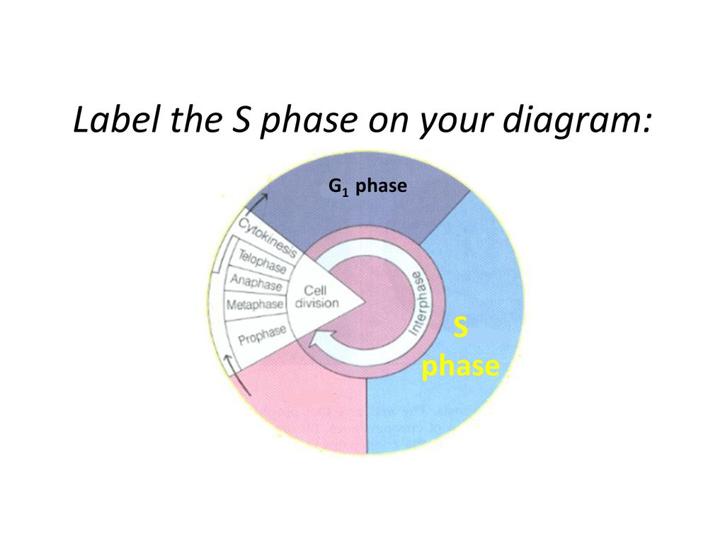 Agenda: 1. Grades are due Friday so make sure that you are completing ... Biology Diagrams