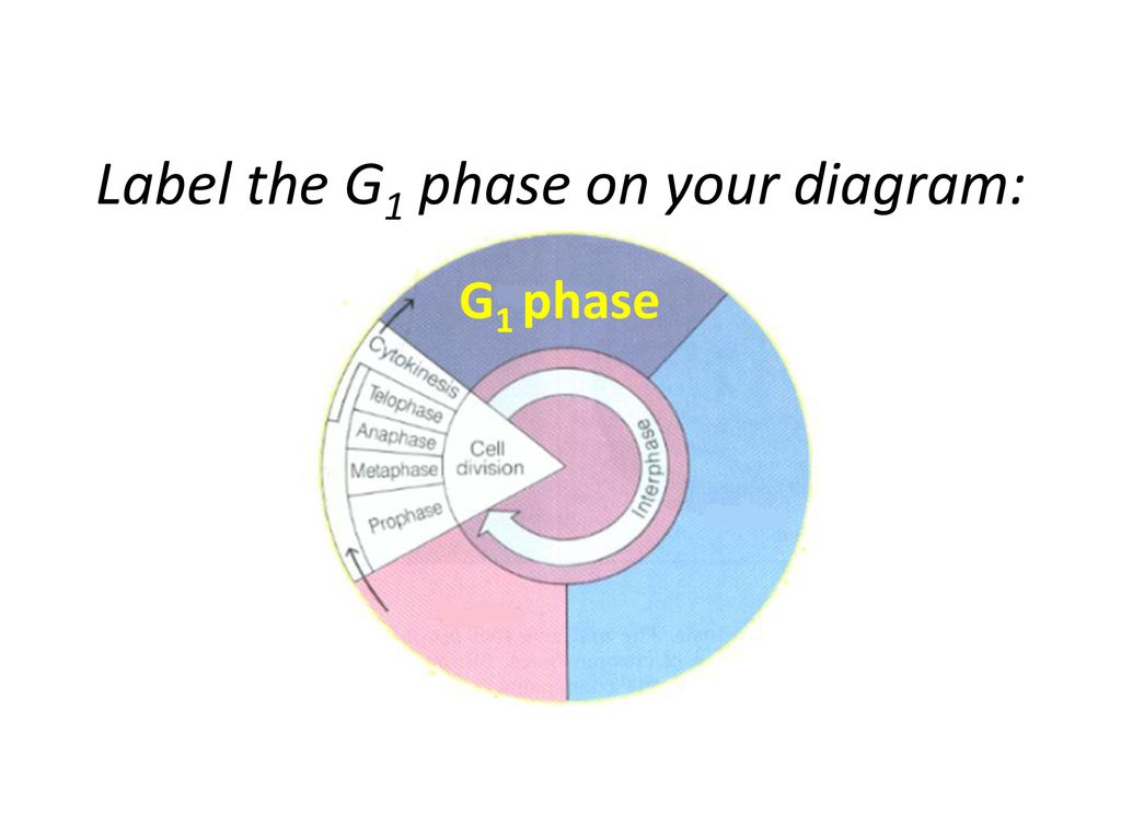Agenda: 1. Grades are due Friday so make sure that you are completing ... Biology Diagrams