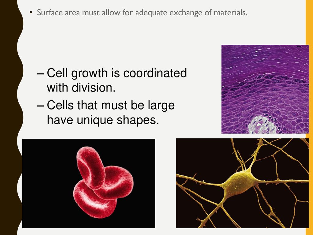 Cell Cycle (Cell Division) Biology Diagrams