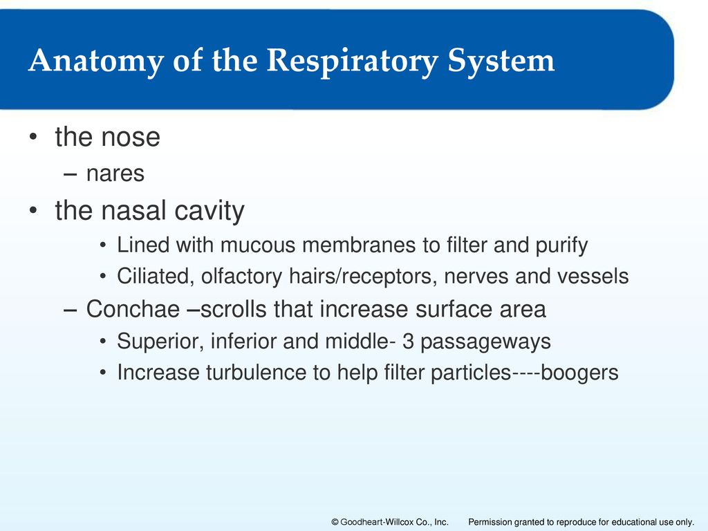 9 The Respiratory System Biology Diagrams