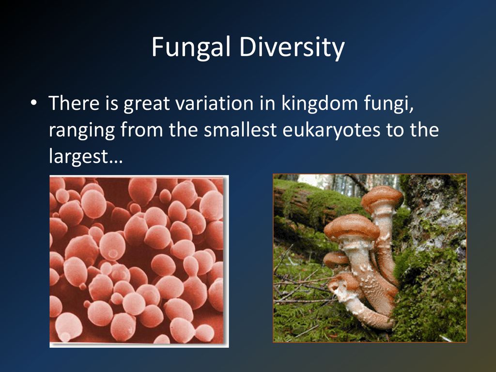 Fungal Diversity There is great variation in kingdom fungi, ranging from the smallest eukaryotes to the largest…
