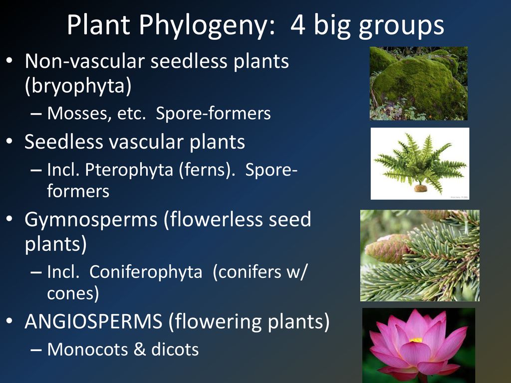 Plant Phylogeny: 4 big groups